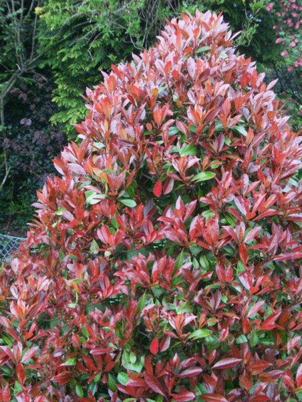 glansmispel-photinia-fraseri-red-robin-piramide-bestellen-bezorgen