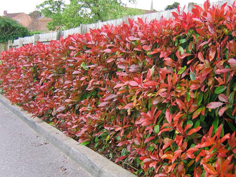 glansmispelhaag-photinia-fraseri-red-robin-bestellen-bezorgen