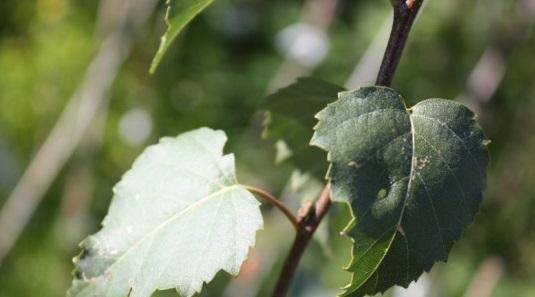 goudberk-betula-ermanii-holland-bestellen-bezorgen