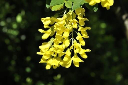 gouden-regen-laburnum-watereri-vossii-bestellen-bezorgen