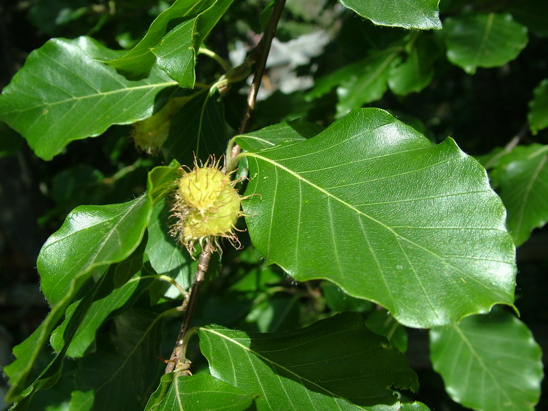 groene-beukenboom-fagus-sylvatica-bestellen-bezorgen