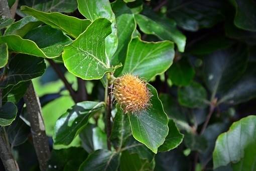 groene-beveerde-beukenboom-fagus-sylvatica-bestellen-bezorgen