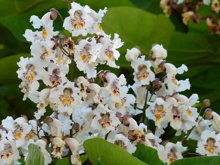 groene-bolcatalpa-catalpa-bignonioides-nana-bestellen-bezorgen