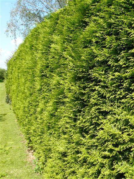 groene-coniferenhaag-thuja-occidentalis-brabant-bestellen-bezorgen