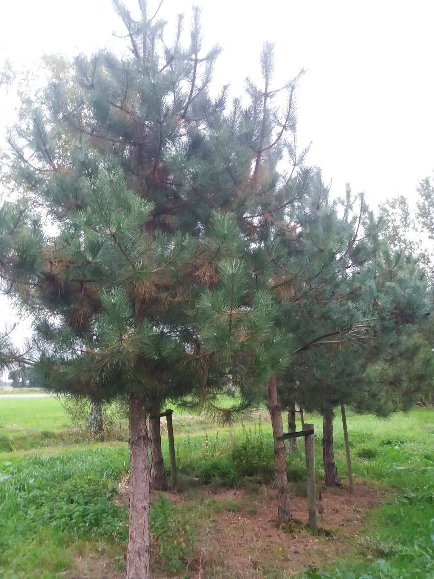 grove-den-pinus-sylvestris-boomvorm-bestellen-bezorgen