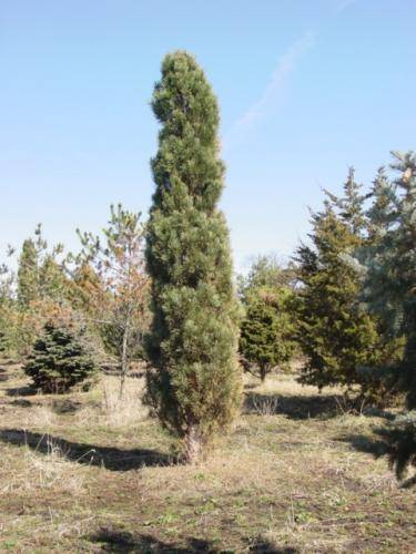 grove-den-pinus-sylvestris-fastigiata-bestellen-bezorgen