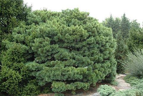 grove-den-pinus-sylvestris-glauca-bestellen-bezorgen