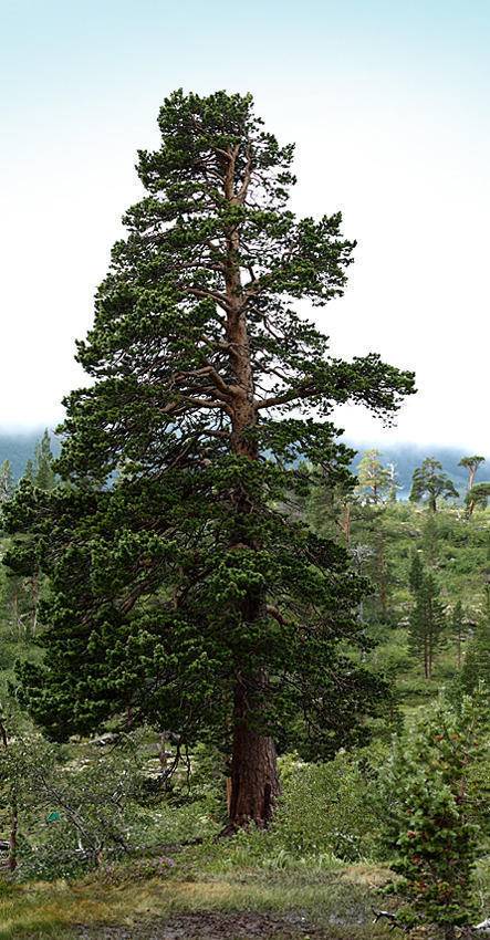 grove-den-pinus-sylvestris-norwegian-bestellen-bezorgen