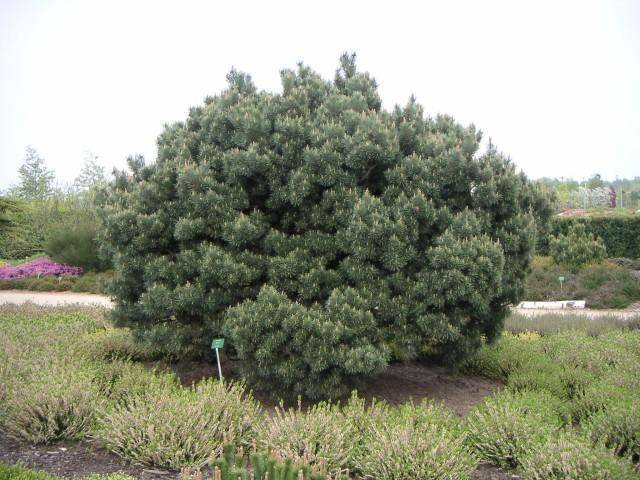 grove-den-pinus-sylvestris-watereri-bestellen-bezorgen