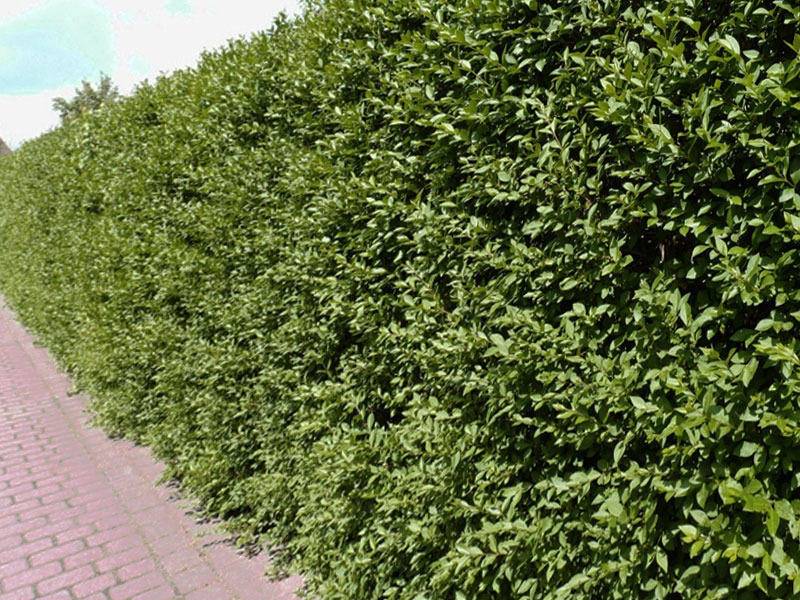 haagliguster-ligustrum-vulgare-atrovirens-bestellen-bezorgen