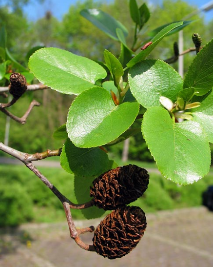 hartbladige-els-alnus-cordata-bestellen-bezorgen