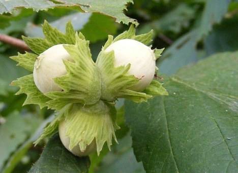 hazelnoot-hazelaar-corylus-avellana--bestellen-bezorgen