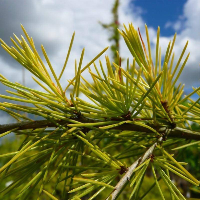 himalayaceder-cedrus-deodara-aurea-bestellen-bezorgen