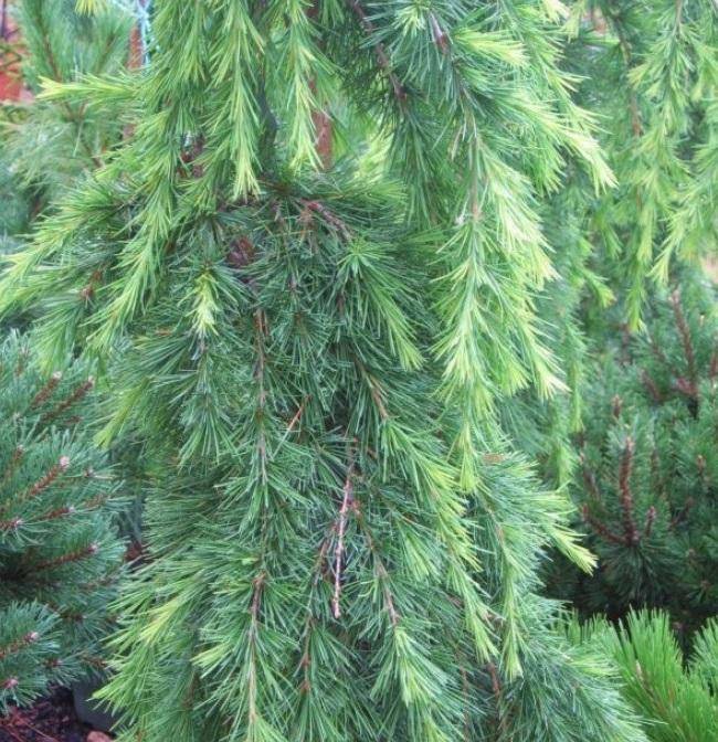 himalayaceder-cedrus-deodara-bestellen-bezorgen