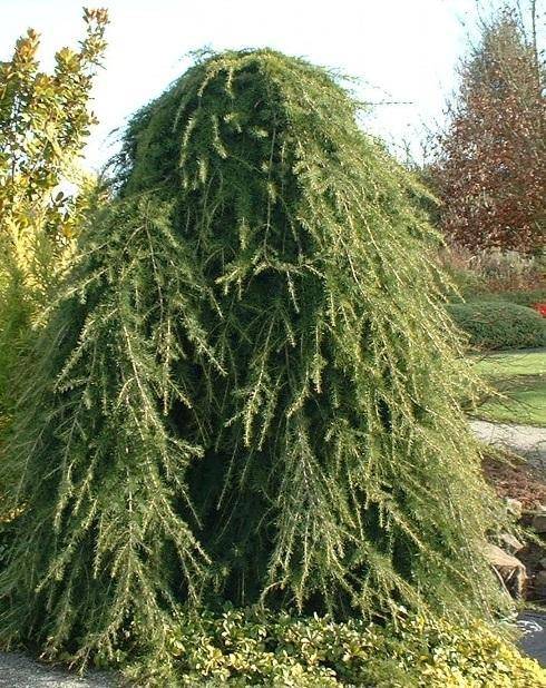 himalayaceder-cedrus-deodara-pendula-bestellen-bezorgen