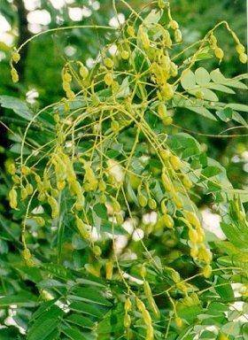 honingboom-sophora-japonica-bestellen-bezorgen