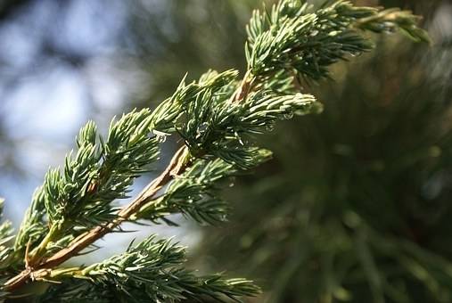 ierse-jeneverbes-juniperus-communis-hibernica-bestellen-bezorgen