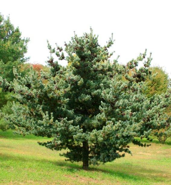 japanse-den-pinus-parviflora-glauca-bestellen-bezorgen