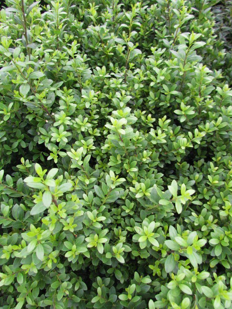 japanse-hulst-alternatief-voor-buxus-ilex-crenata-dark-green-bestellen-bezorgen