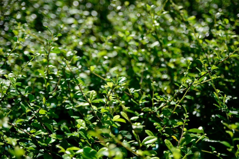 japanse-hulst-buxus-vervanger-ilex-crenata-luxus-hedge-bestellen-bezorgen