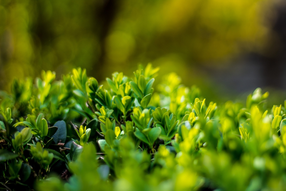 japanse-hulst-op-stam-ilex-crenata-bestellen-bezorgen