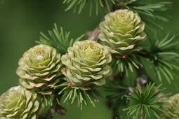 japanse-larix-larix-kaempferi-bestellen-bezorgen