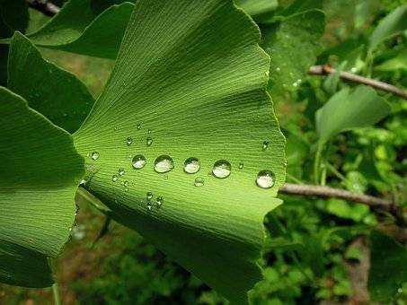 japanse-notenboom-ginkgo-biloba-bestellen-bezorgen