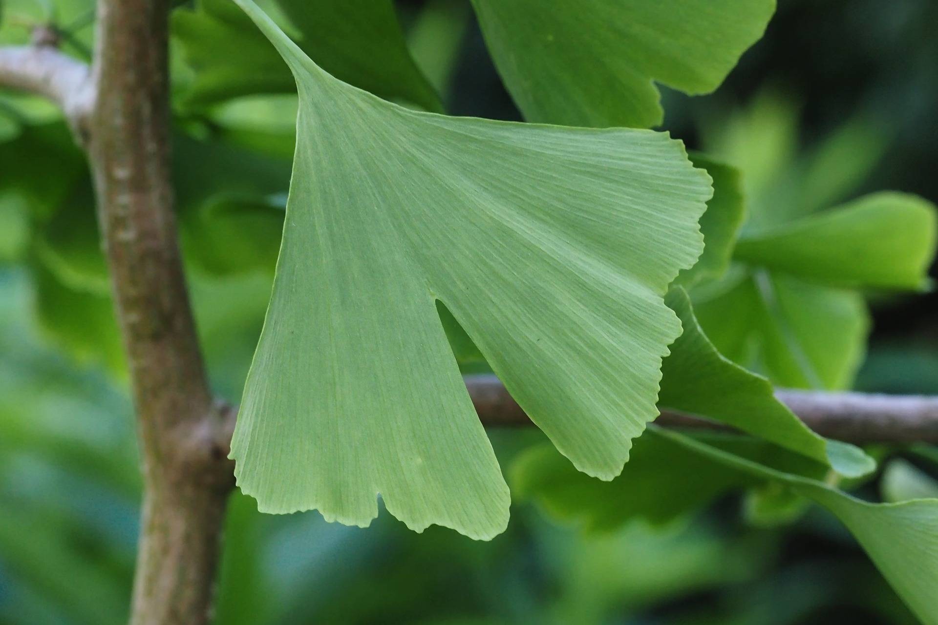 japanse-notenboom-op-stam-ginkgo-biloba-mariken-bestellen-bezorgen