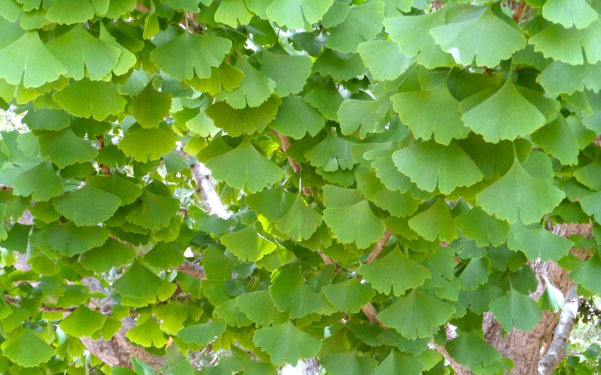 japanse-notenboom-op-stam-ginkgo-biloba-pendula-bestellen-bezorgen