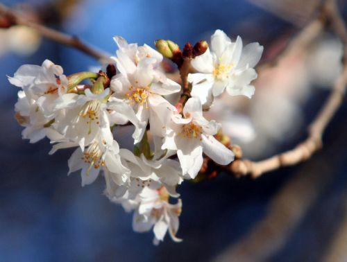 japanse-sierkers-op-stam-prunus-subhirtella-autumnalis-bestellen-bezorgen