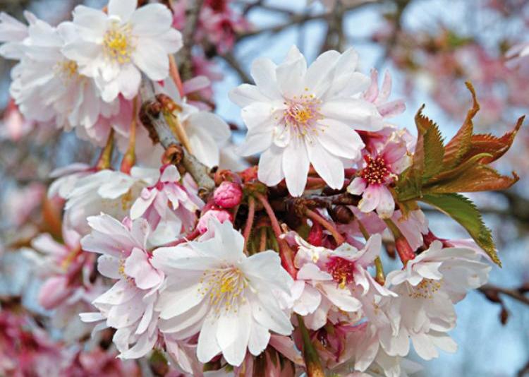 japanse-sierkers-op-stam-prunus-subhirtella-autumnalis-rosea-bestellen-bezorgen