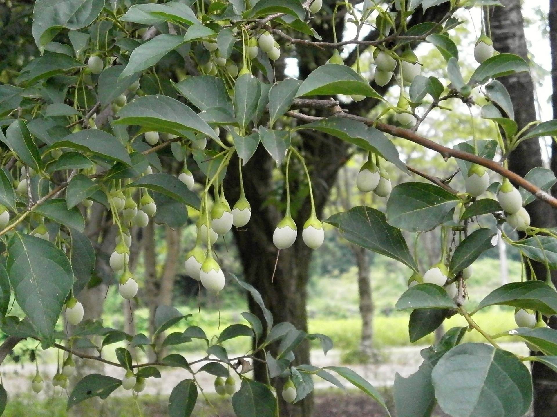 japanse-storax-styrax-japonicus-bestellen-bezorgen