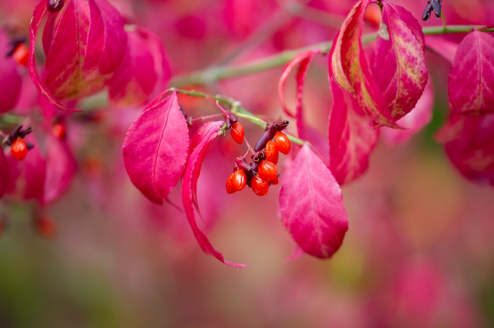 kardinaalshoed-op-stam-euonymus-alatus-compactus-bestellen-bezorgen