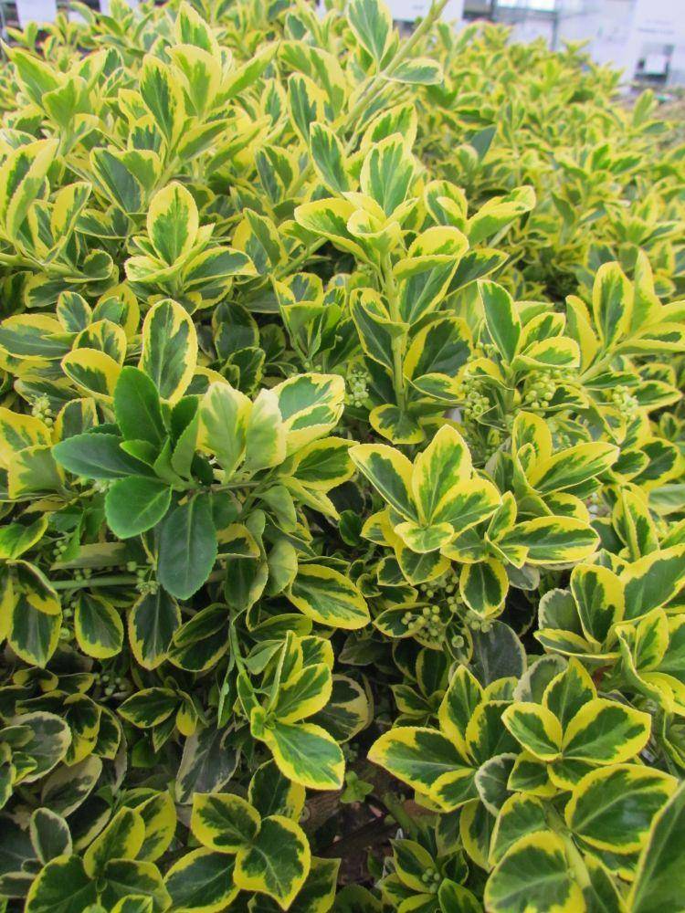 kardinaalshoed-op-stam-euonymus-fortunei-canadale-gold-bestellen-bezorgen