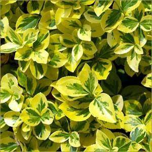 kardinaalshoed-op-stam-euonymus-fortunei-emerald-gold-bestellen-bezorgen