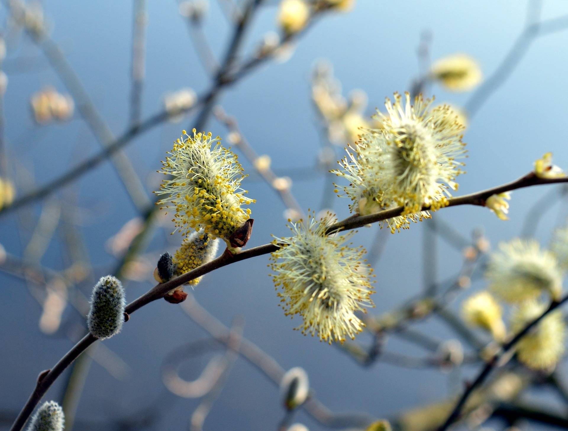 katjeswilg-salix-caprea-bestellen-bezorgen