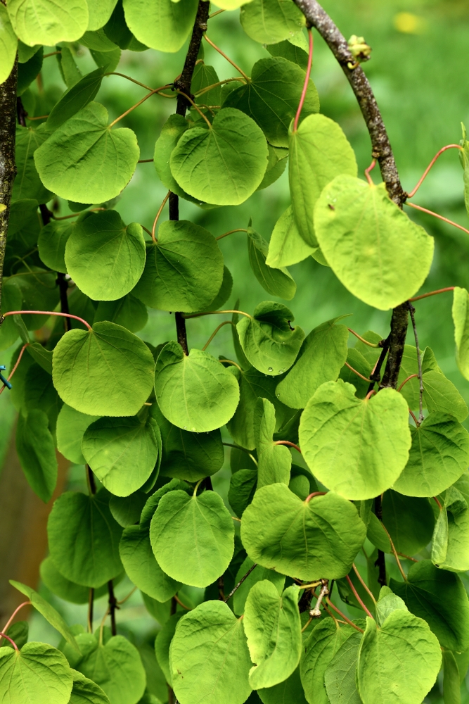 katsuraboom-op-stam-cercidiphyllum-japonicum-pendulum-bestellen-bezorgen