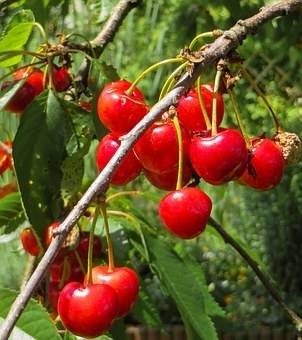 kersenboom-prunus-avium-bigarreau-burlat-bestellen-bezorgen