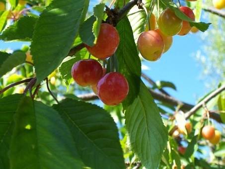 kersenboom-prunus-avium-bigarreau-napoleon-bestellen-bezorgen