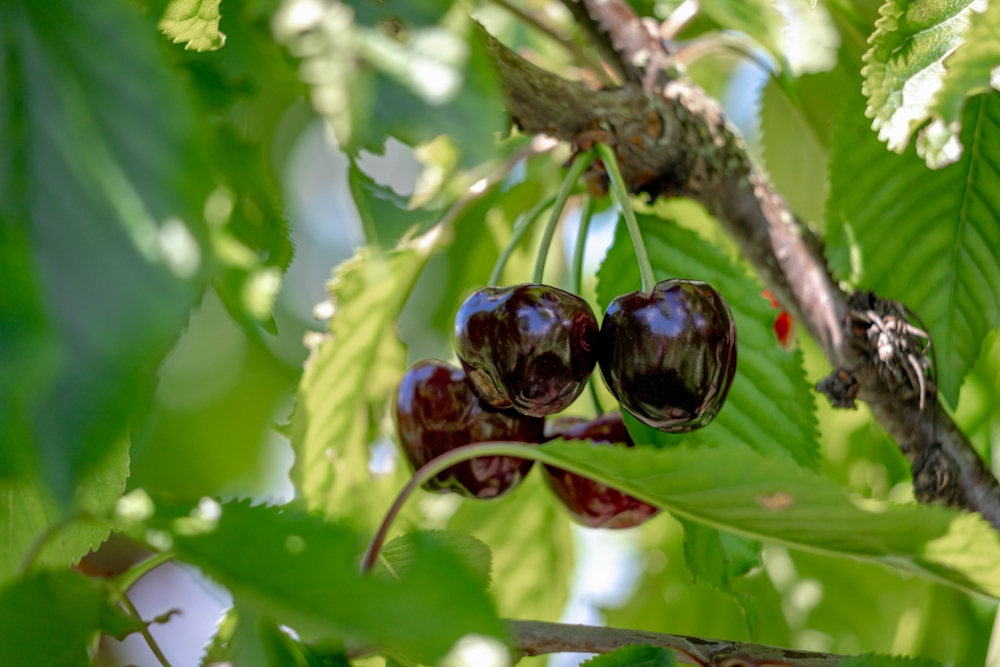 kersenboom-prunus-avium-dubbele-meikers-bestellen-bezorgen