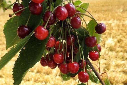 kersenboom-prunus-avium-hedelfinger-bestellen-bezorgen