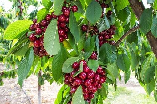 kersenboom-prunus-avium-kordia-bestellen-bezorgen