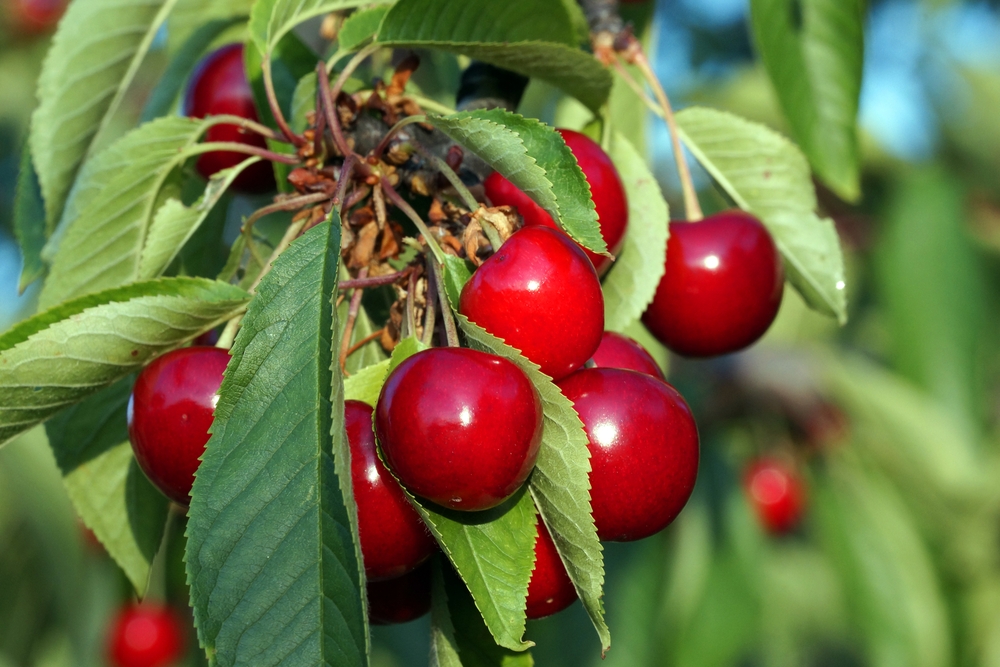 kersenboom-prunus-avium-lapins-bestellen-bezorgen