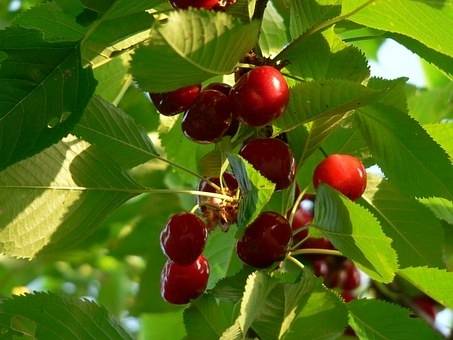 kersenboom-prunus-avium-regina-bestellen-bezorgen