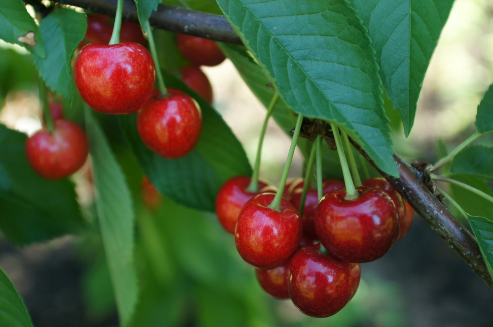 kersenboom-prunus-avium-stella-bestellen-bezorgen