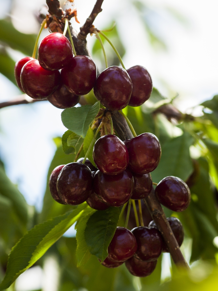 kersenboom-prunus-avium-sunburst-bestellen-bezorgen