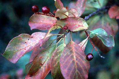 kersenboom-prunus-virginiana-shubert-bestellen-bezorgen