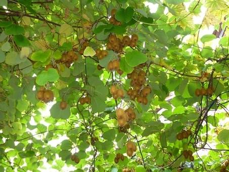 kiwibes-actinidia-arguta-kens-red-bestellen-bezorgen