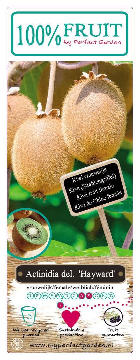 kiwiplant-actinidia-deliciosa-hayward-bestellen-bezorgen