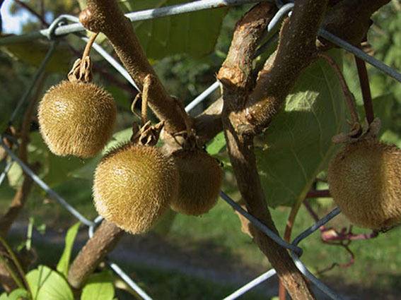 kiwiplant-actinidia-deliciosa-jenny-bestellen-bezorgen